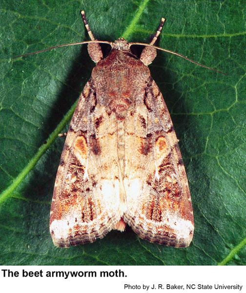 Beet armyworm moth